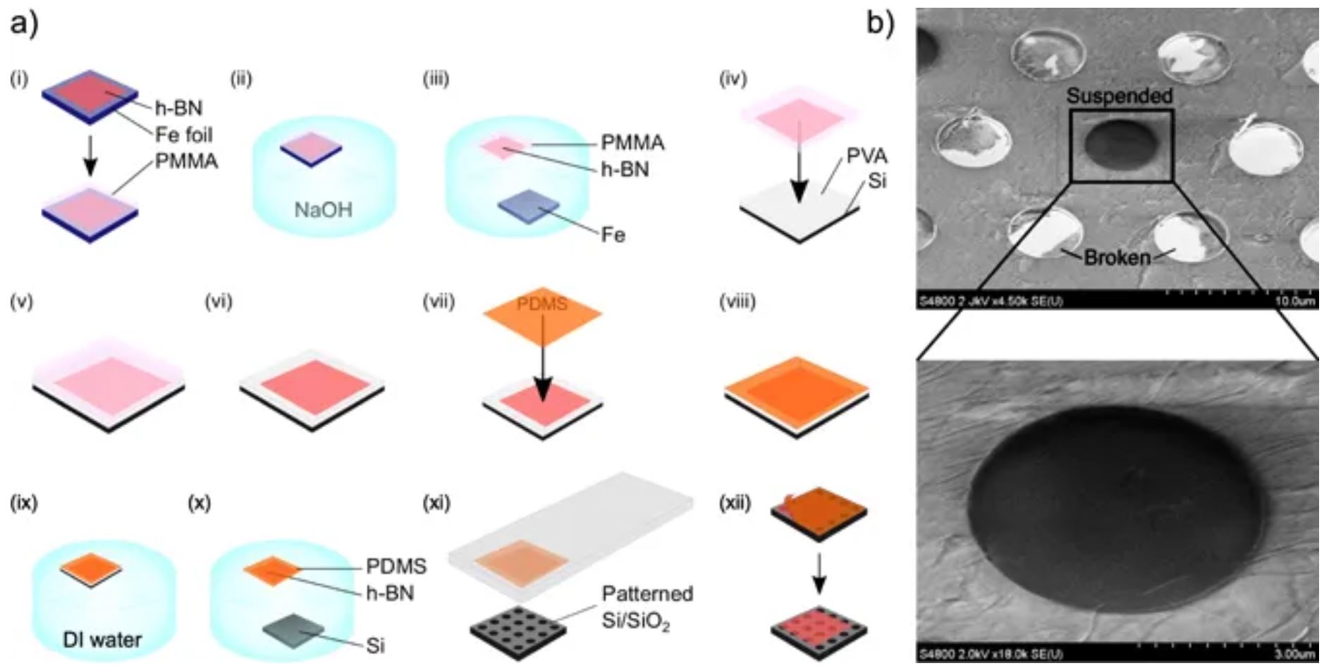 Mechanical characterization and cleaning of CVD single-layer h-BN resonators