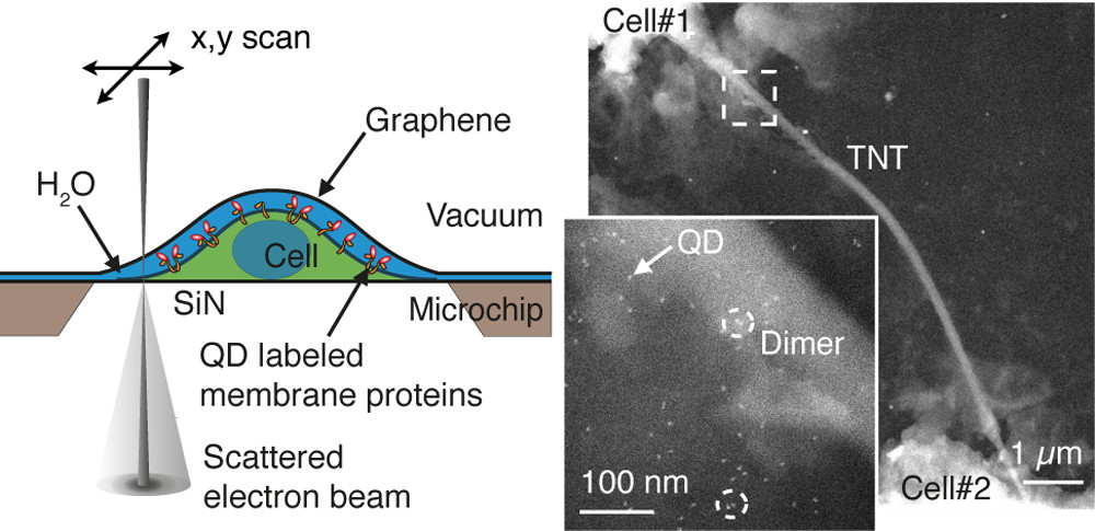 Graphene Liquid Enclosure for Single-Molecule Analysis of Membrane Proteins in Whole Cells Using Electron Microscopy